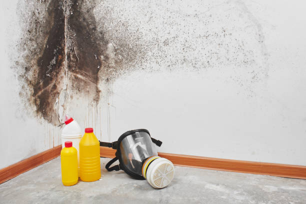 Best Crawl Space Mold Removal  in Martins Ferry, OH