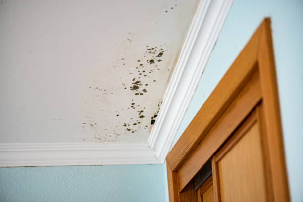 Best Certified Mold Removal  in Martins Ferry, OH