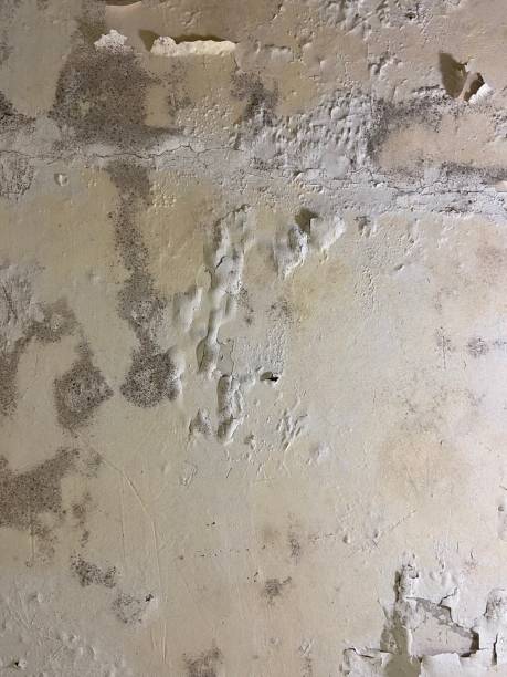 Best Office Mold Removal Services  in Martins Ferry, OH
