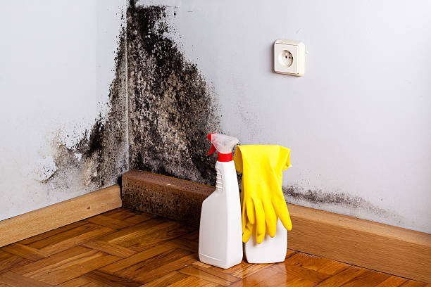 Home Mold Removal in Martins Ferry, OH