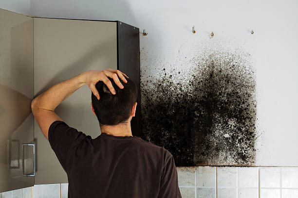 Best Mold Removal Near Me  in Martins Ferry, OH